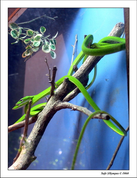 2005 - 06 - Zoo 060.JPG